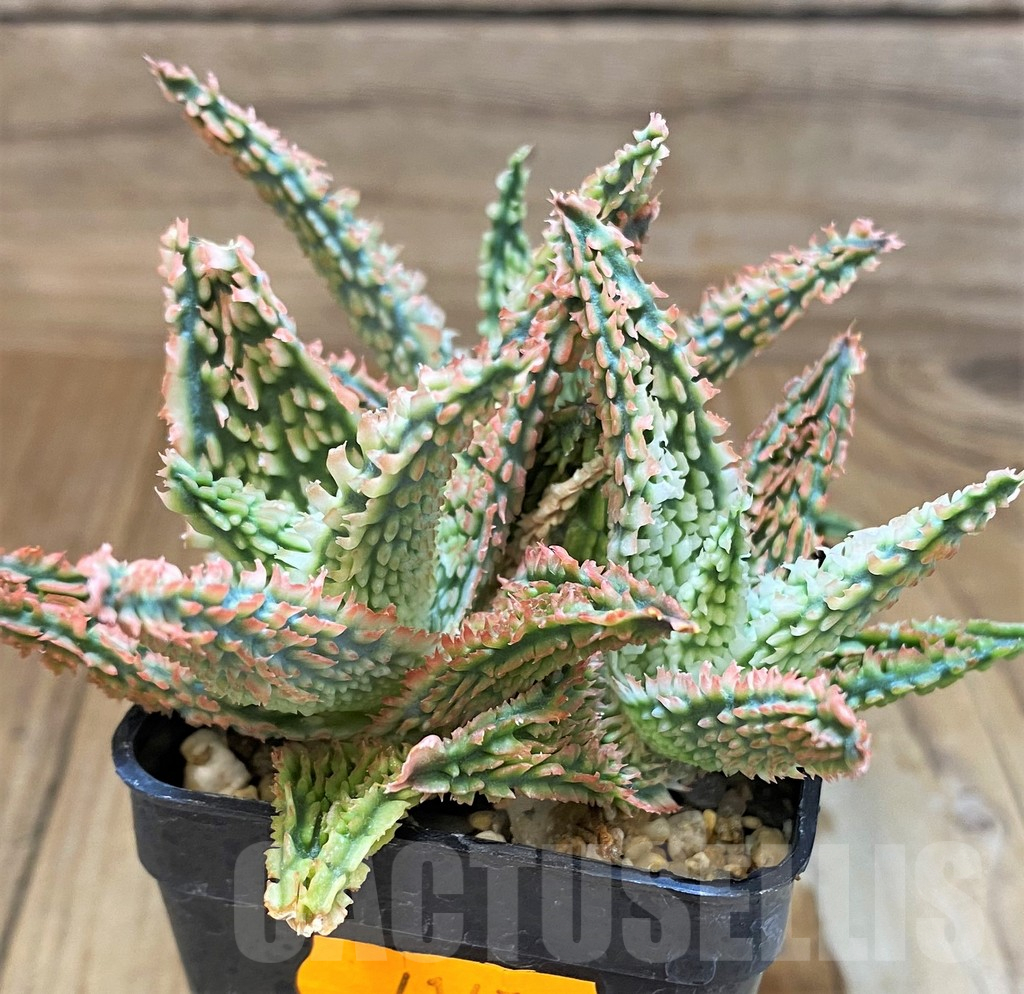 SH17952 Aloe TCT hybrid - Image 2