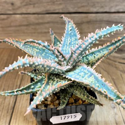 SH17915 Aloe TCT hybrid