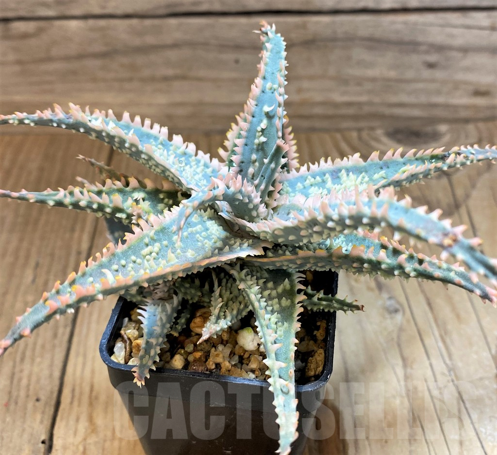 SH17915 Aloe TCT hybrid - Image 3