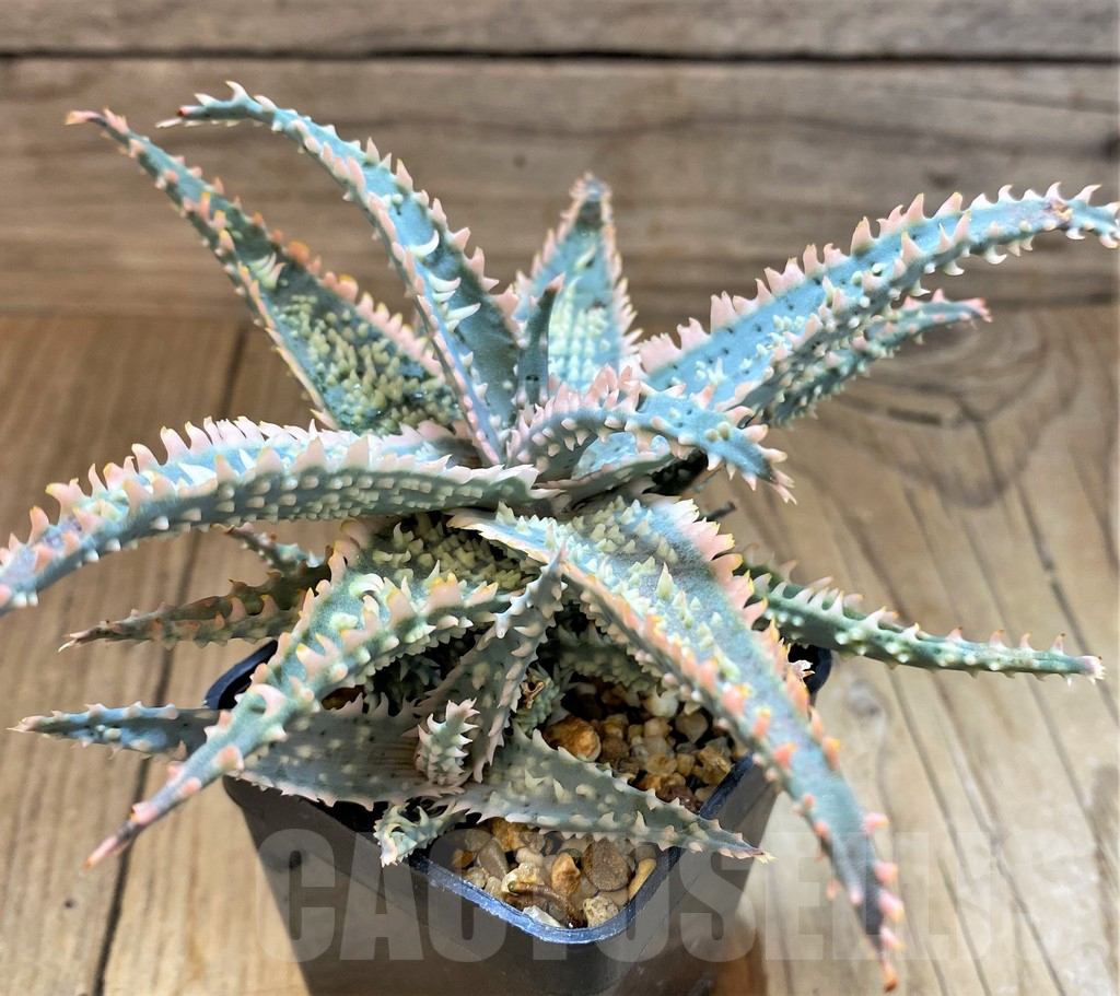 SH17915 Aloe TCT hybrid - Image 2
