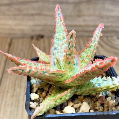 SH17919 Aloe TCT hybrid