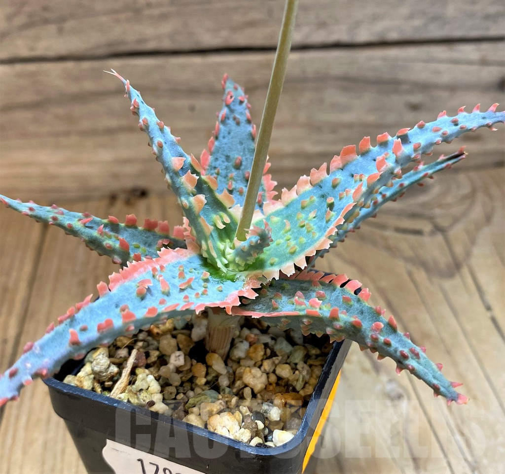 SH17921 Aloe TCT hybrid - Image 2