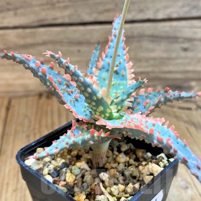 SH17921 Aloe TCT hybrid