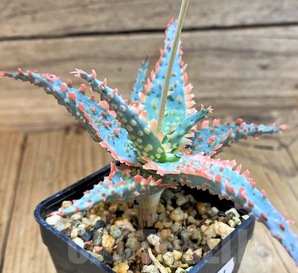 SH17921 Aloe TCT hybrid