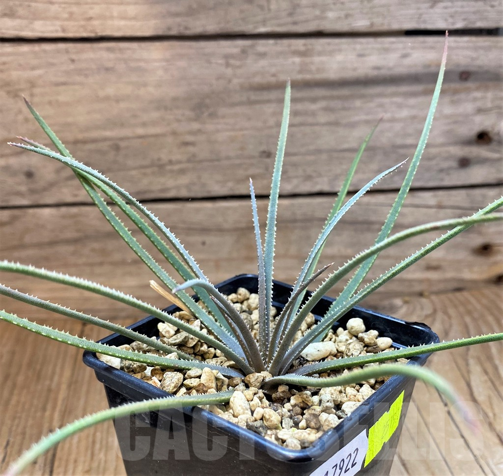 SH17922 Aloe pronkii - Image 2