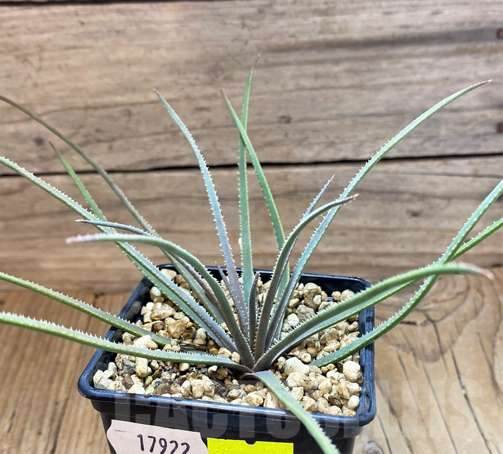 SH17922 Aloe pronkii