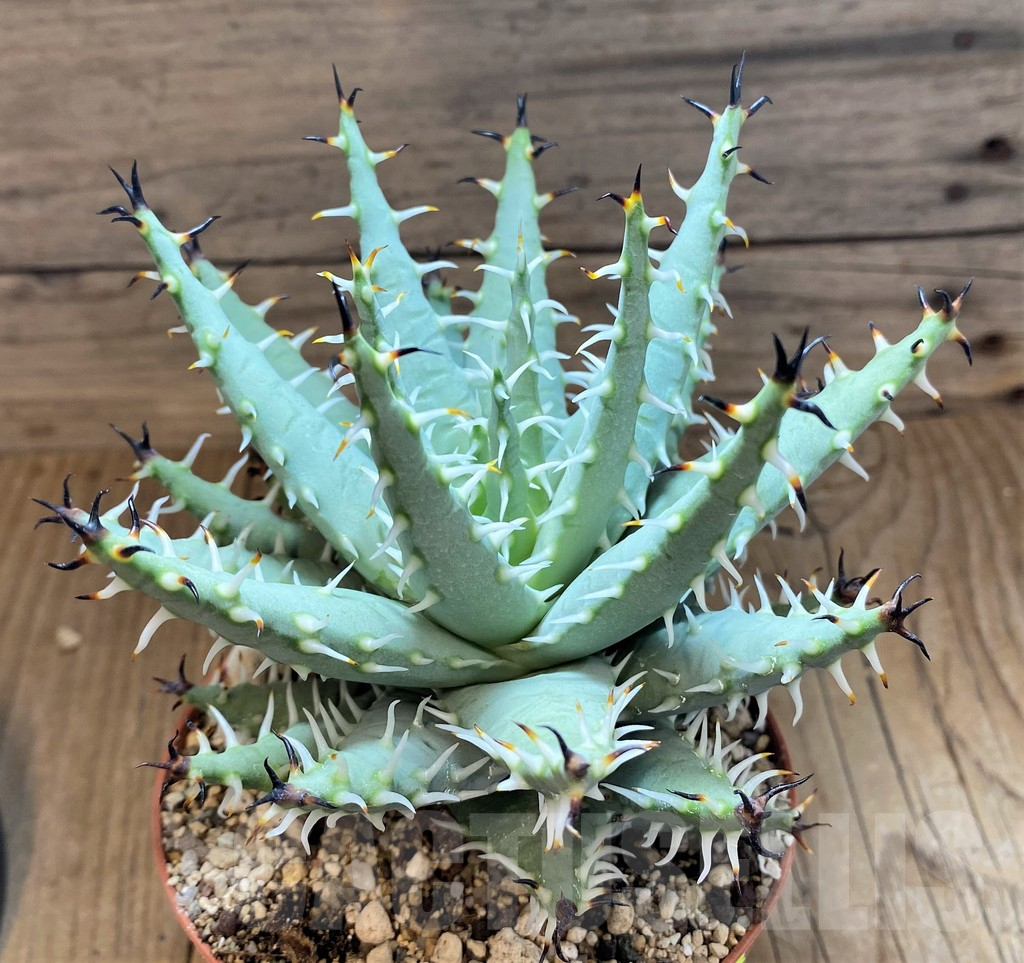 SH17924 Aloe melanacantha v. erinacea