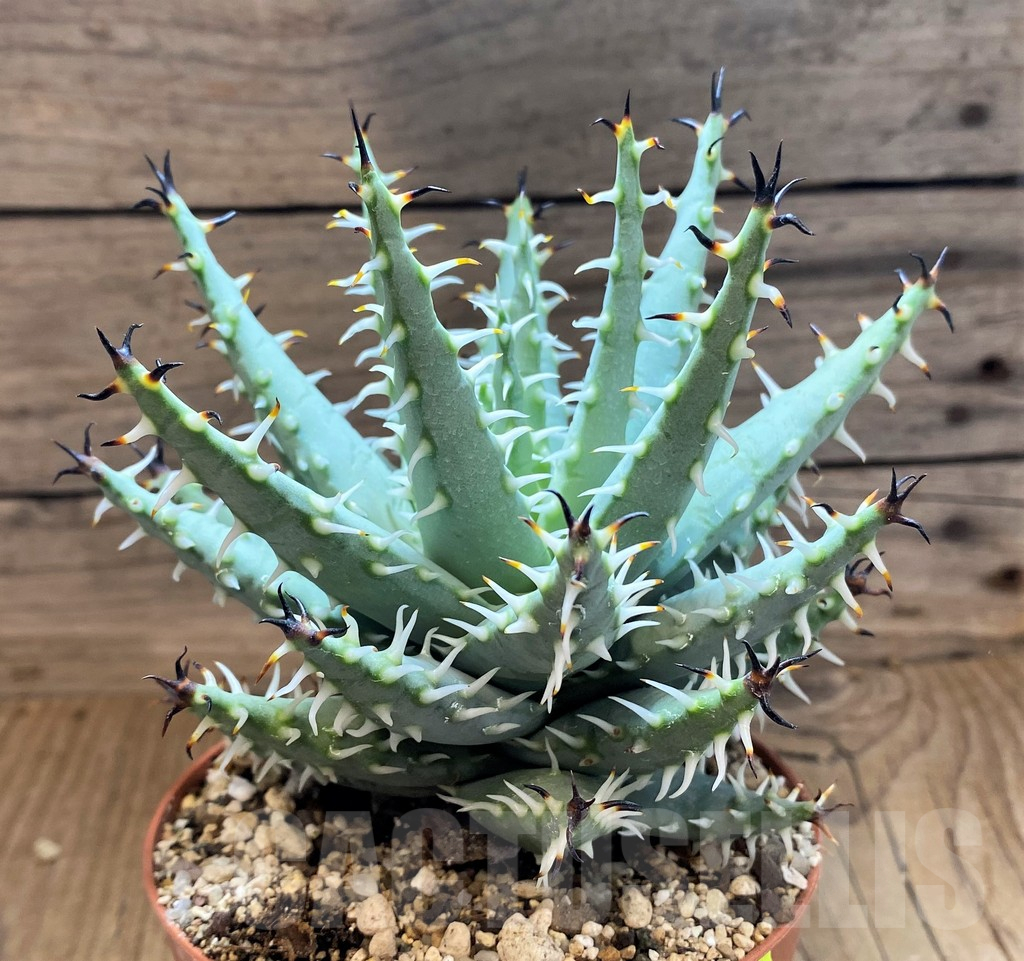 SH17924 Aloe melanacantha v. erinacea - Image 2