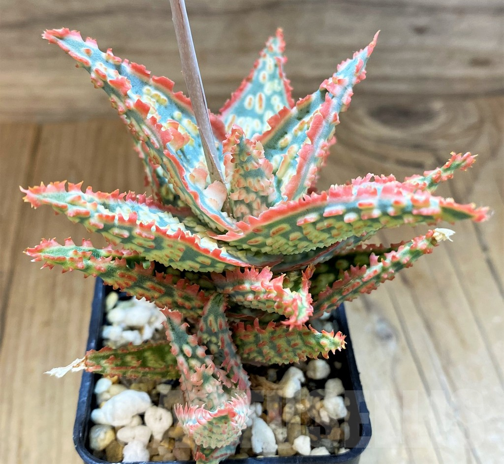 SH17928 Aloe TCT hybrid - Image 2