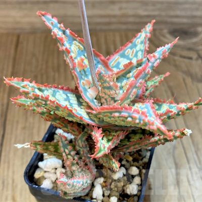 SH17928 Aloe TCT hybrid