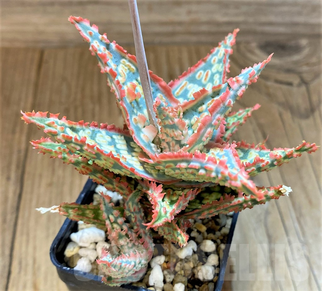 SH17928 Aloe TCT hybrid