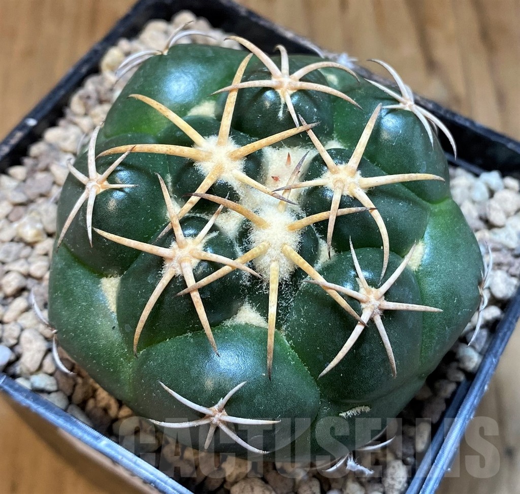 SH19458 Coryphantha elephantidens 'Purple Flower'