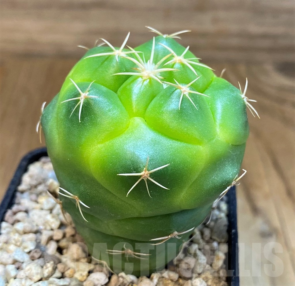 SH19469 Coryphantha elephantidens 'Lemon' - Image 2
