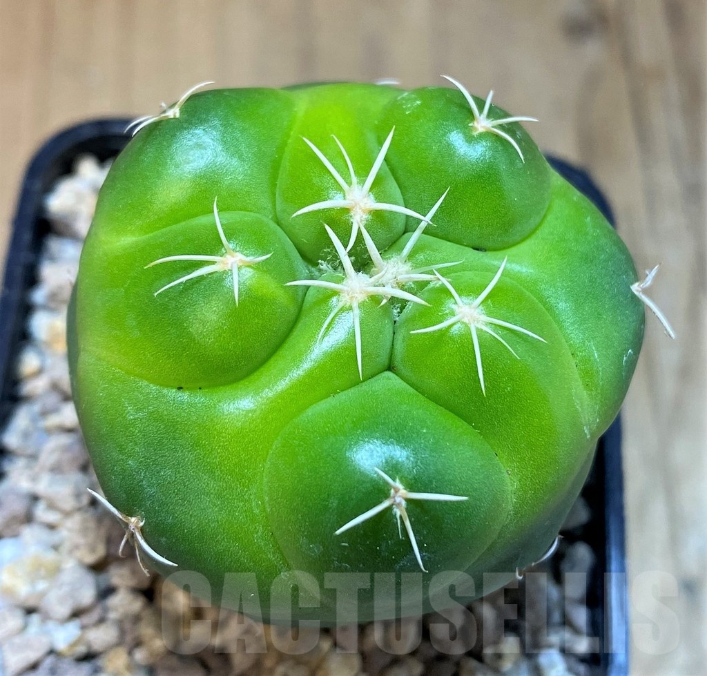 SH19470 Coryphantha elephantidens 'Lemon'