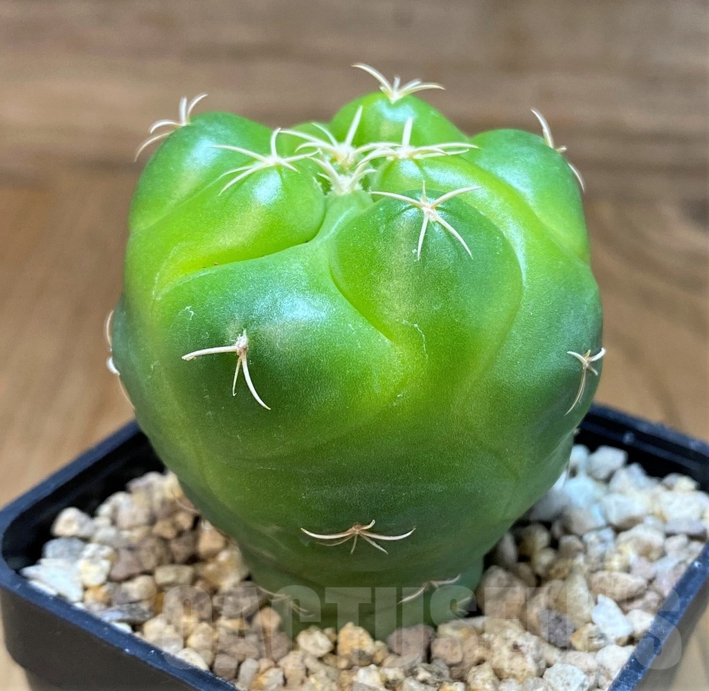 SH19470 Coryphantha elephantidens 'Lemon' - Image 2
