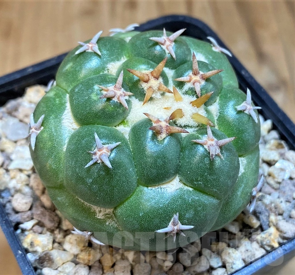 SH19474 Coryphantha elephantidens 'Double Thorns' - Image 2