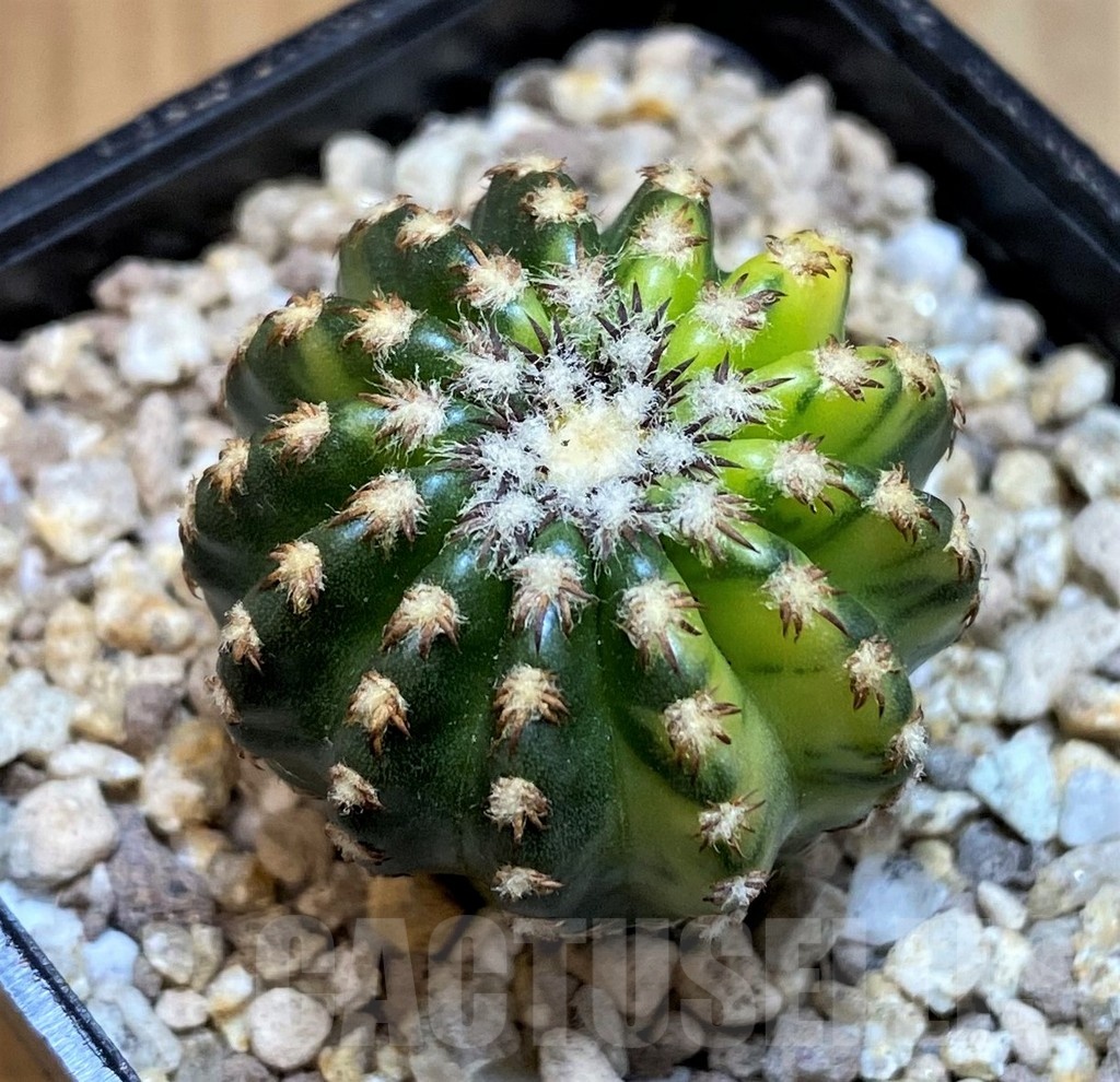 SH19450 Discocactus horstii f. variegata