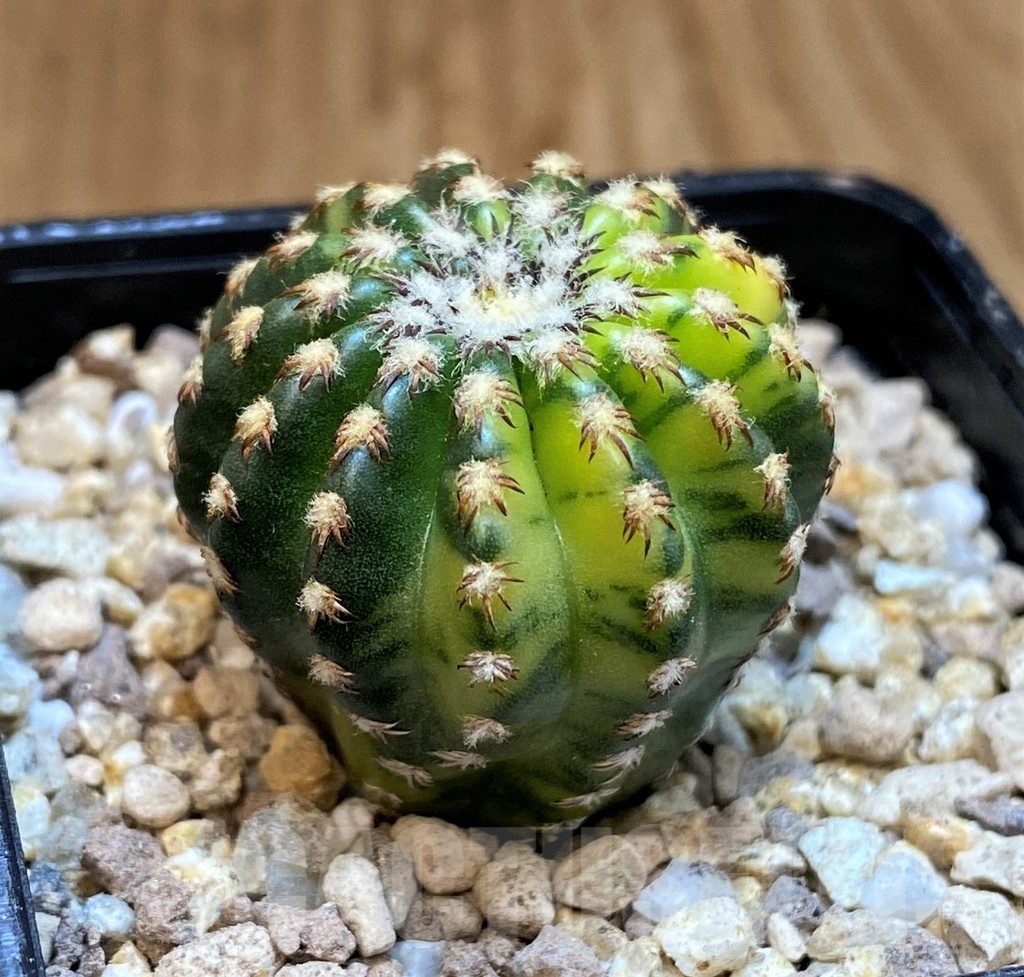 SH19450 Discocactus horstii f. variegata - Image 2