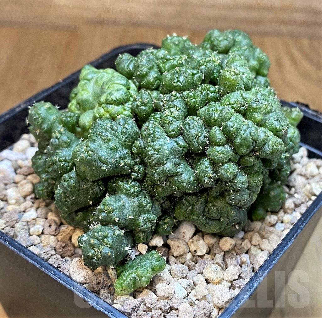 SH19452 Coryphantha elephantidens f. monstrosa