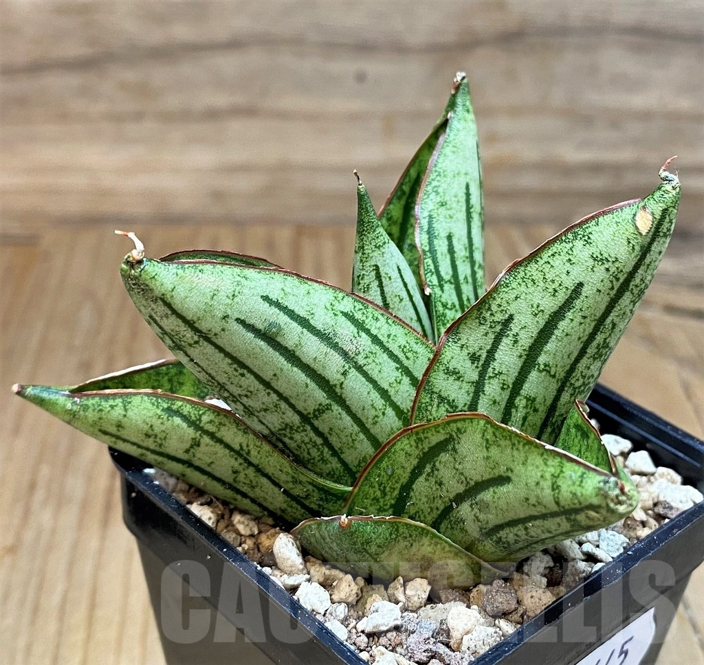 SH19645 Sansevieria 'Mini Rose'