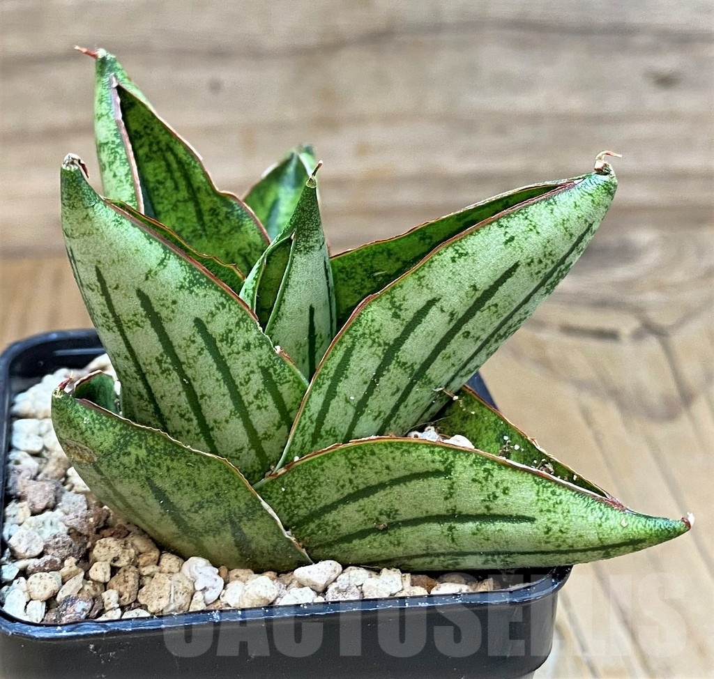 SH19645 Sansevieria 'Mini Rose' - Image 2