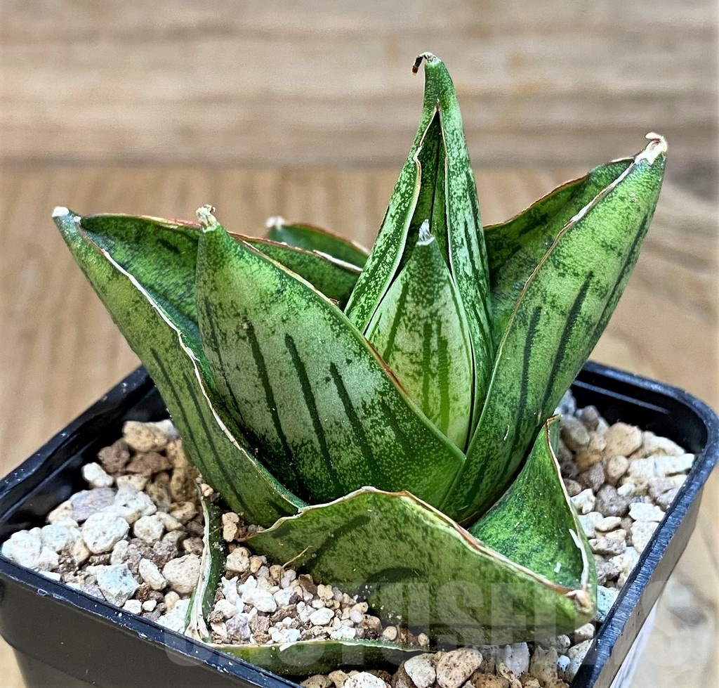 SH19646 Sansevieria 'Mini Rose' - Image 2