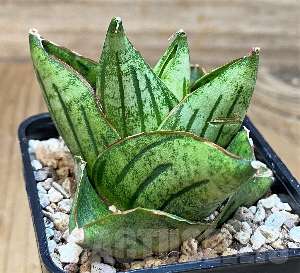 SH19646 Sansevieria 'Mini Rose'