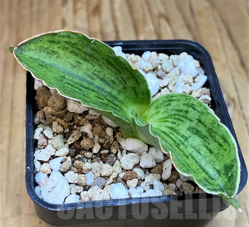 SH19648 Sansevieria 'Cleopatra' - Image 2