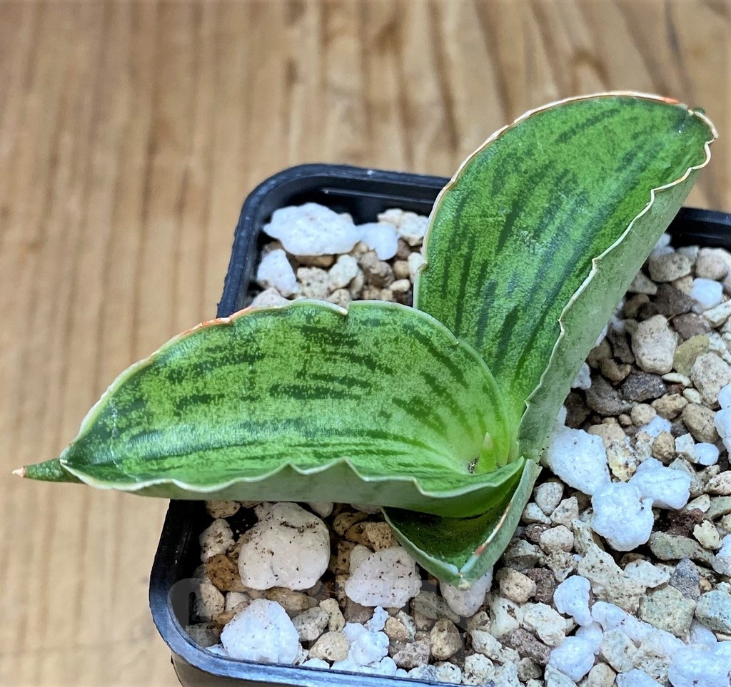 SH19648 Sansevieria 'Cleopatra'