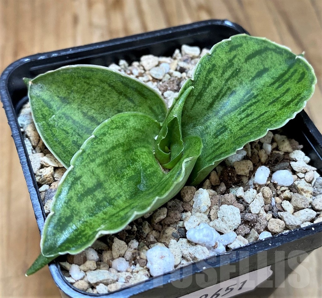 SH19651 Sansevieria 'Cleopatra' - Image 2