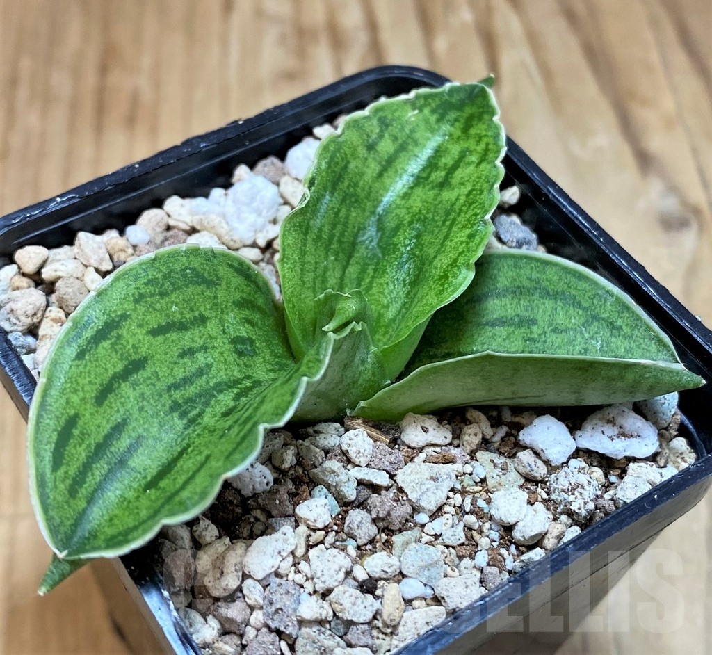 SH19651 Sansevieria 'Cleopatra'