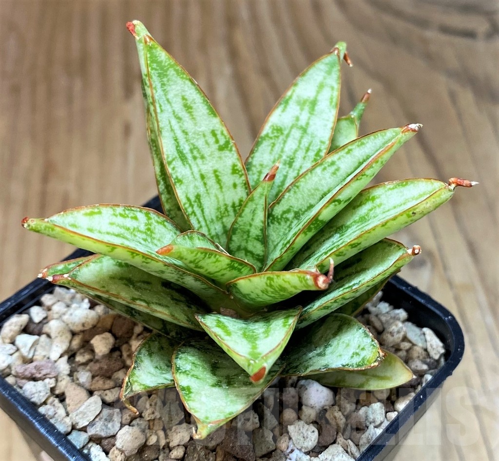 SH19655 Sansevieria ‘Margarita’