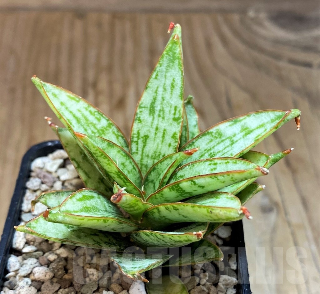 SH19655 Sansevieria ‘Margarita’ - Image 2