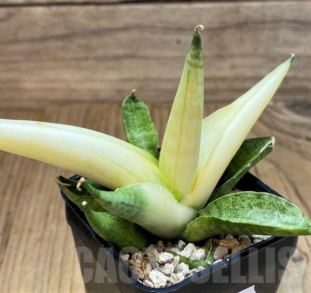 SH19656 Sansevieria ‘Boncel angel’ - Image 2
