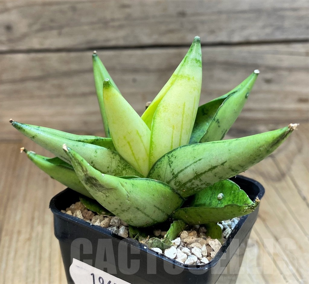 SH19657 Sansevieria ‘Mini Gold’ - Image 2