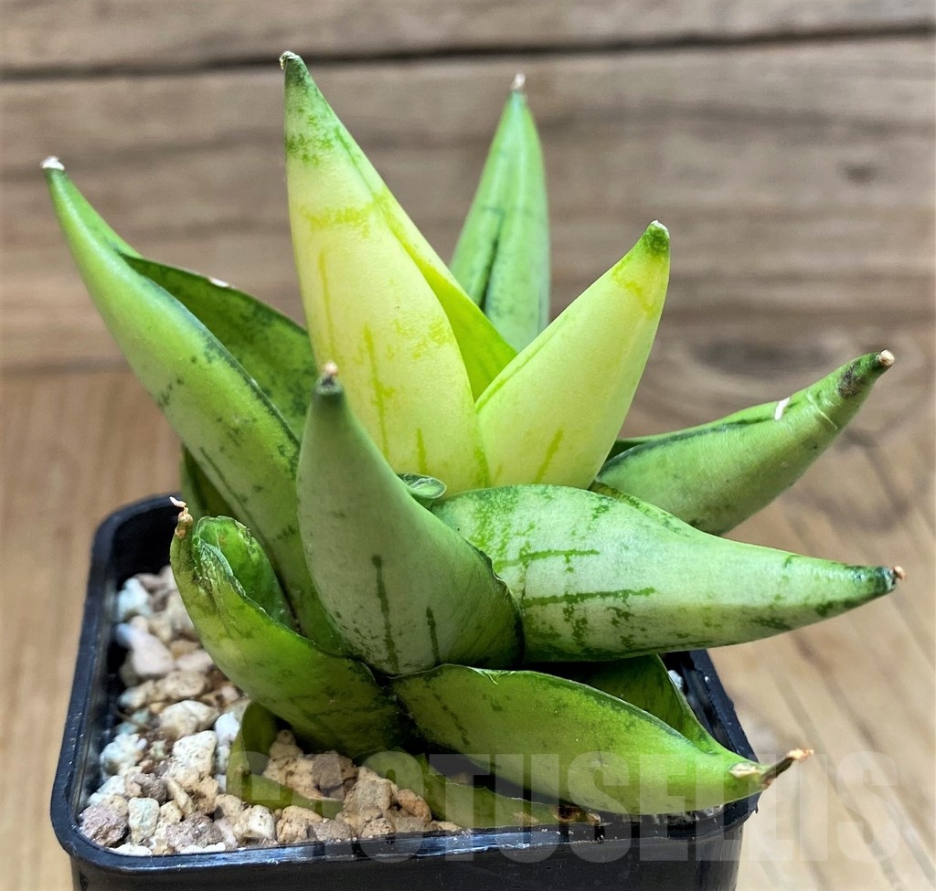 SH19657 Sansevieria ‘Mini Gold’