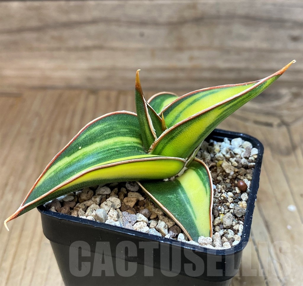 SH19658 Sansevieria Lav 23251 - Image 2