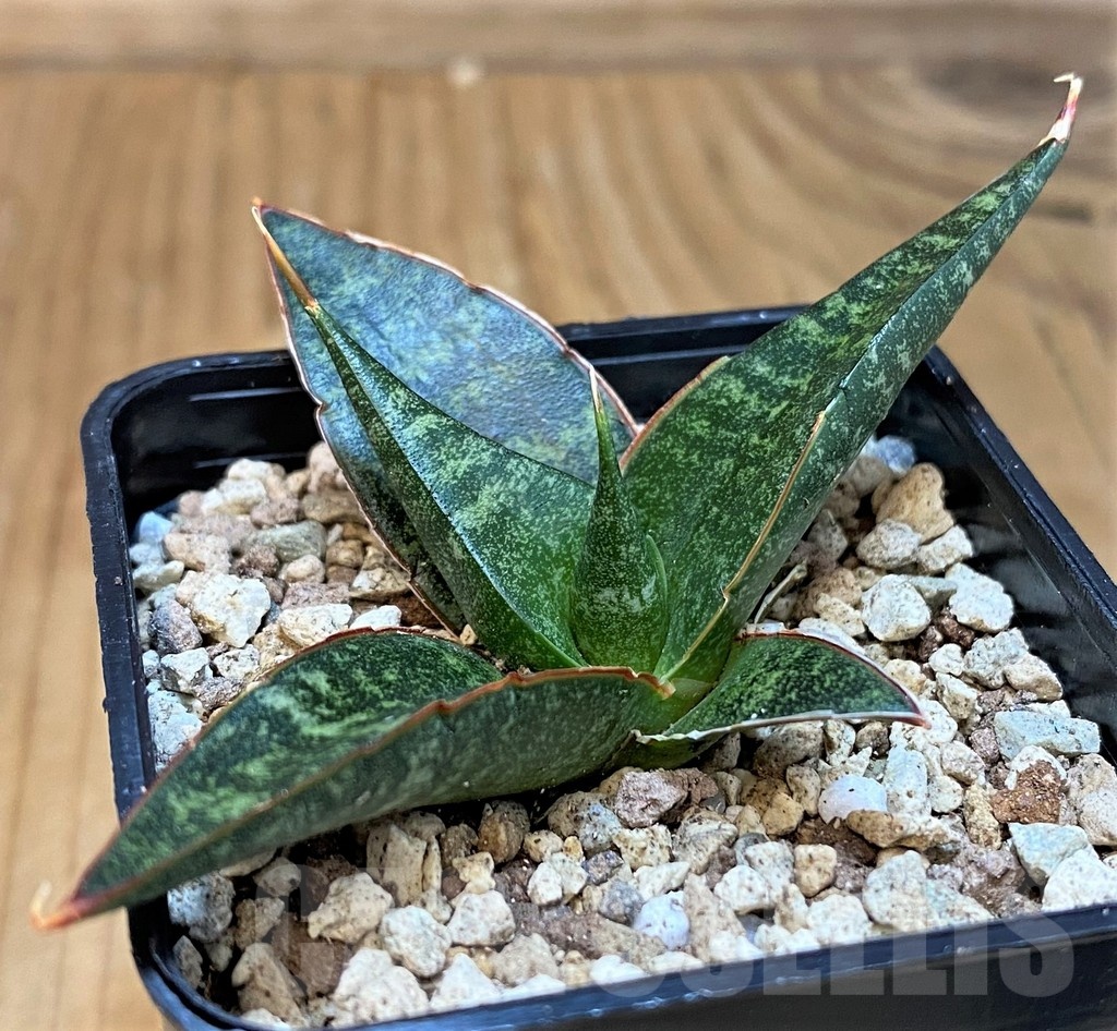 SH19665 Sansevieria 'Black Diamond'