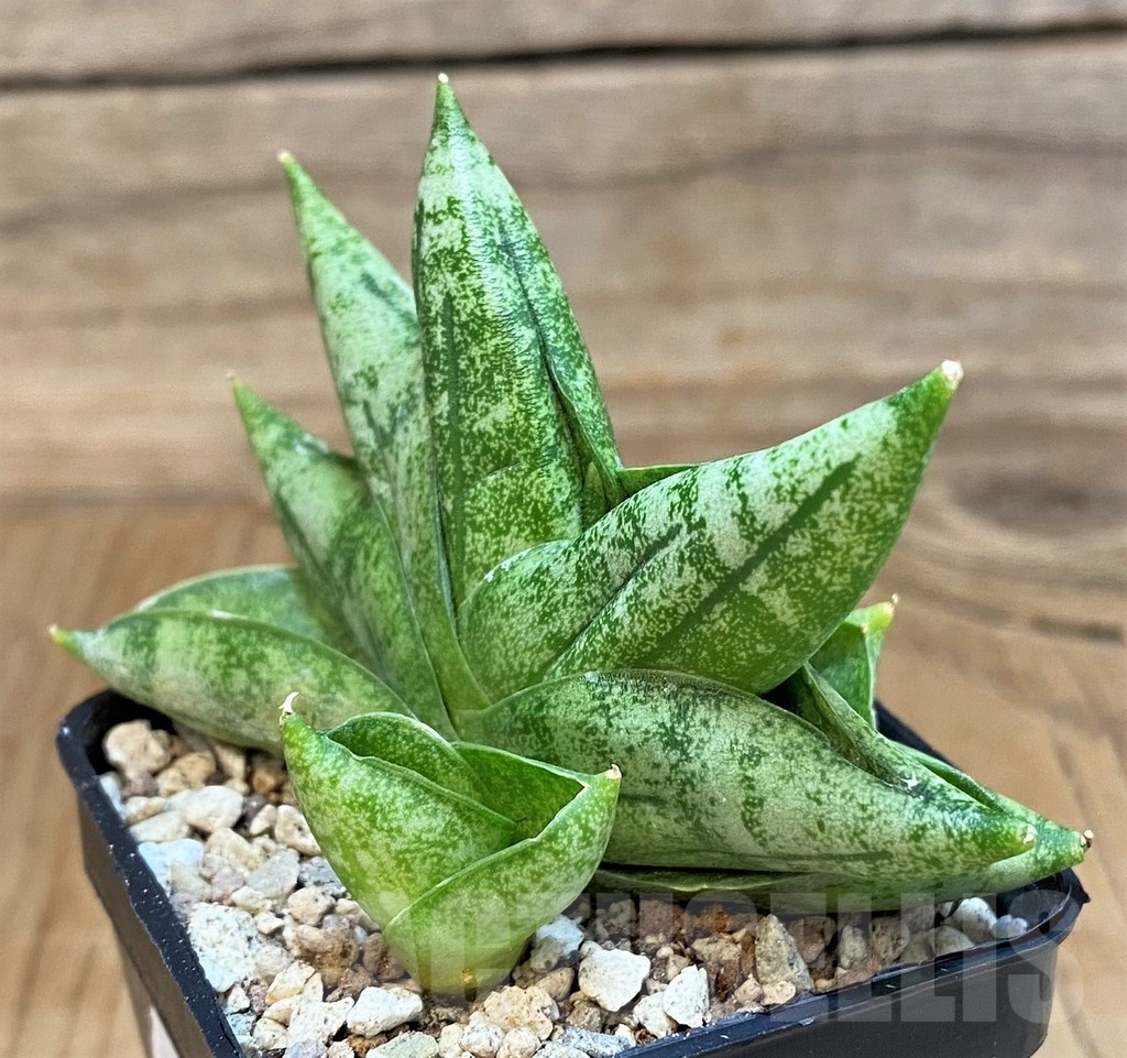 SH19675 Sansevieria 'Vienna' - Image 3