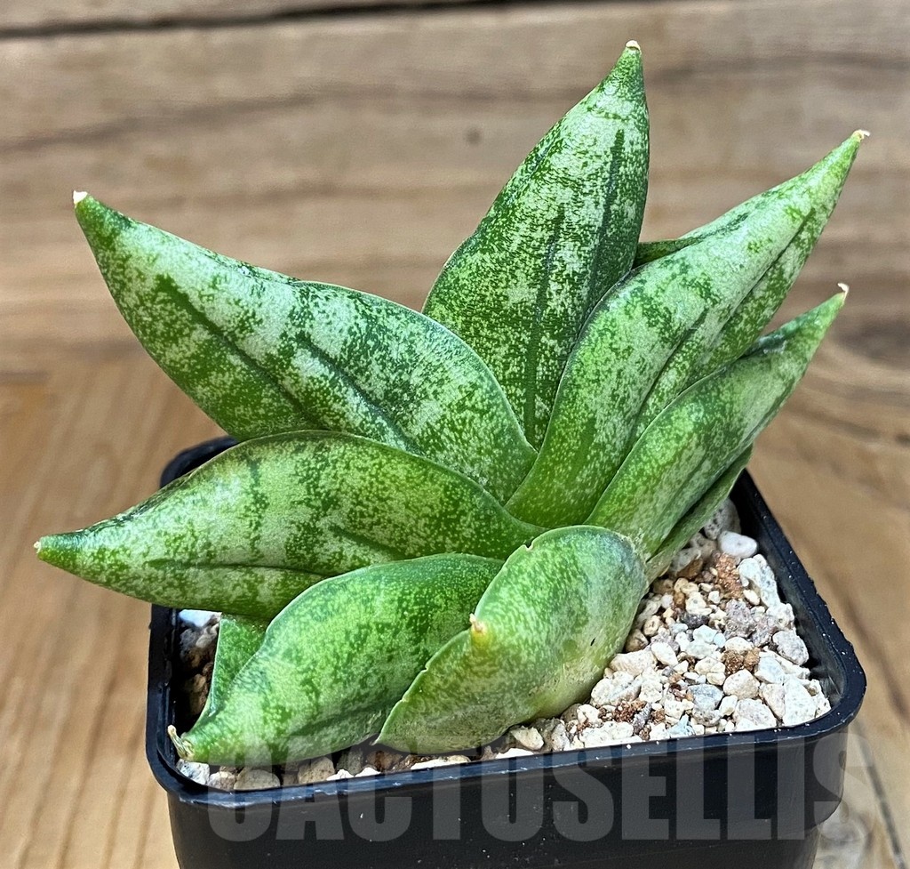 SH19675 Sansevieria 'Vienna' - Image 2