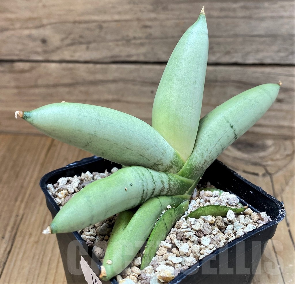 SH19623 Sansevieria 'Boncel Platinum'