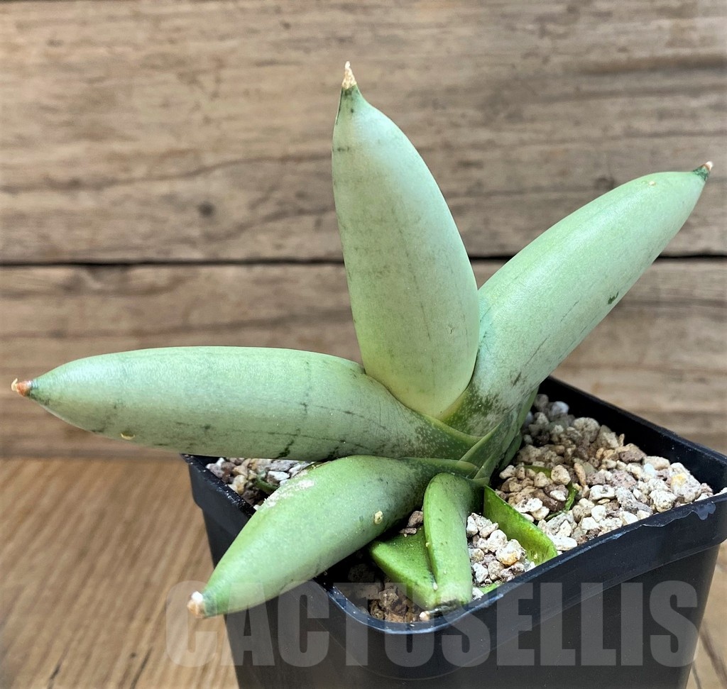 SH19623 Sansevieria 'Boncel Platinum' - Image 2