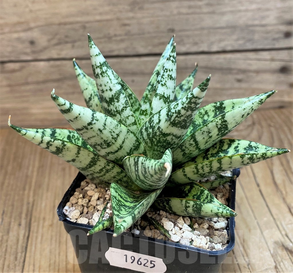SH19625 Sansevieria 'Zebra' - Image 3