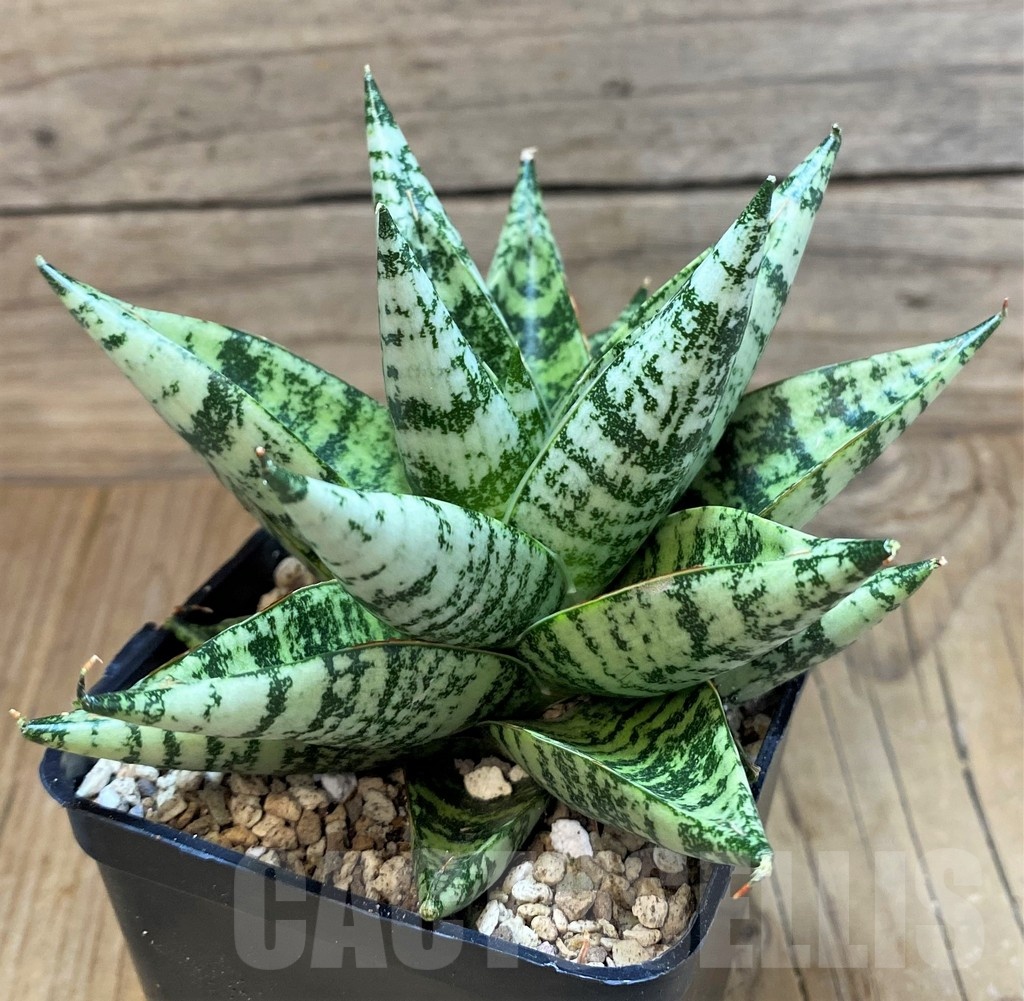 SH19625 Sansevieria 'Zebra' - Image 2