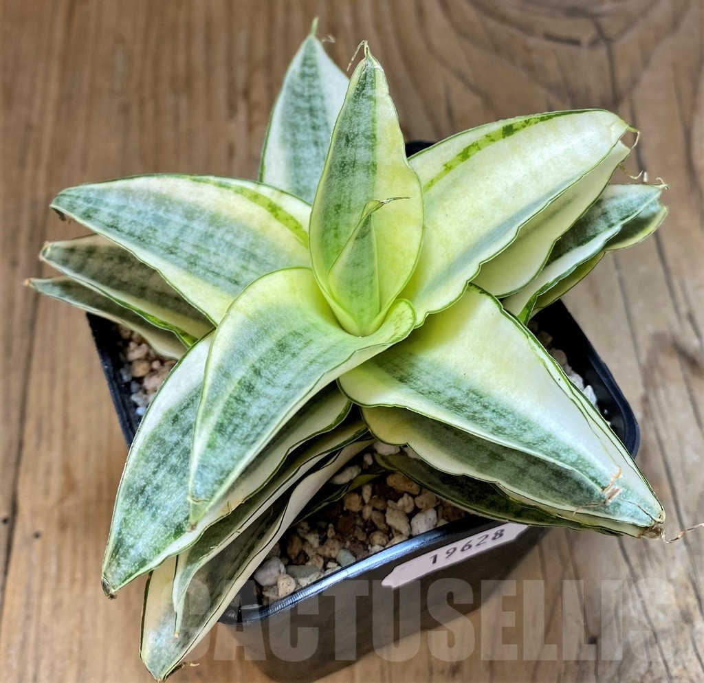 SH19628 Sansevieria 'Gabreilla' - Image 3