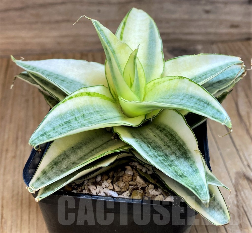 SH19628 Sansevieria 'Gabreilla' - Image 2