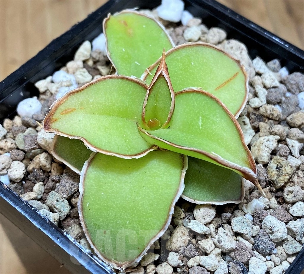 SH19636 Sansevieria 'Yellow Rose' hybrid - Image 2