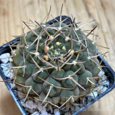 SH19712 Gymnocalycium varispinum