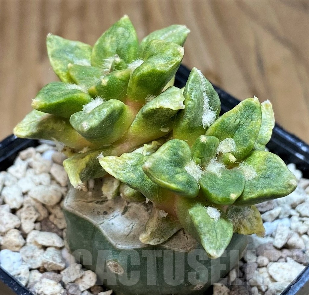 SH19717 Ariocarpus hintonii f. variegata, grafted - Image 2
