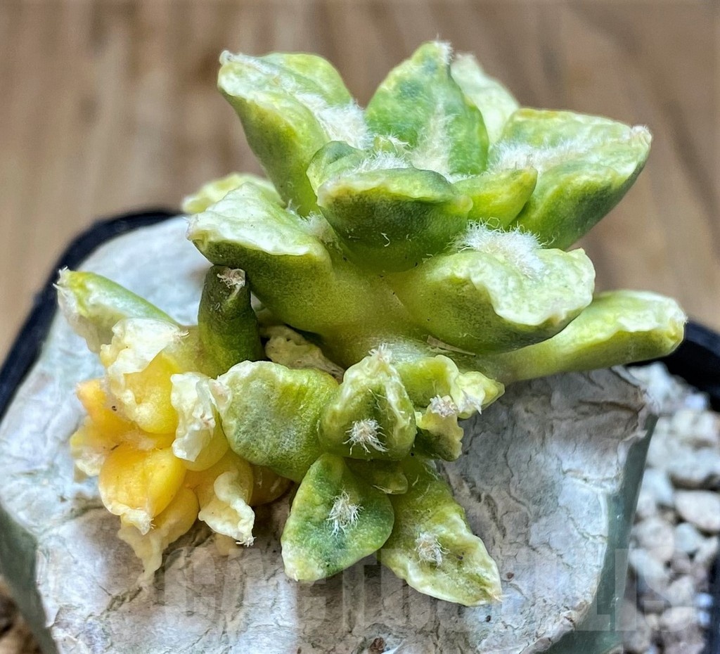 SH19718 Ariocarpus hintonii f. variegata, grafted - Image 2